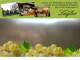 Spitz (Wachau) 06.07.2025 12:53
