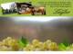 Spitz (Wachau) 14.06.2025 12:53