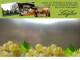 Spitz (Wachau) 10.05.2025 12:54