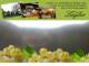 Spitz (Wachau) 07.07.2025 12:53