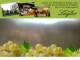 Spitz (Wachau) 15.06.2025 12:53