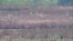 Les Landes-Genusson 09.07.2025 12:16