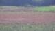 Les Landes-Genusson 09.07.2025 12:16