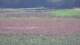 Les Landes-Genusson 10.07.2025 12:16