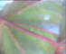 Flachau (Salisburgo) 14.06.2025 13:52