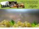 Spitz (Wachau) 30.04.2025 13:54