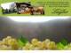 Spitz (Wachau) 09.07.2025 13:53