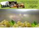 Spitz (Wachau) 11.07.2025 13:53