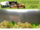 Spitz (Wachau) 11.07.2025 13:53