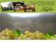 Spitz (Wachau) 04.05.2025 13:54