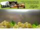 Spitz (Wachau) 08.06.2025 13:53