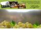 Spitz (Wachau) 09.06.2025 13:53
