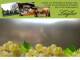 Spitz (Wachau) 06.07.2025 13:53