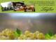 Spitz (Wachau) 14.06.2025 13:53