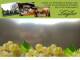 Spitz (Wachau) 10.05.2025 13:54