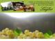 Spitz (Wachau) 07.07.2025 13:53