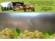 Spitz (Wachau) 15.06.2025 13:53