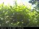Presseggersee 14.06.2025 13:47