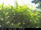 Presseggersee 15.06.2025 13:47
