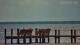 Bokeelia, Florida 09.07.2025 13:01