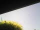 Burgstetten 12.06.2025 13:07