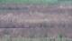 Les Landes-Genusson 09.07.2025 13:16
