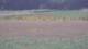 Les Landes-Genusson 15.06.2025 13:16