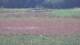 Les Landes-Genusson 09.07.2025 13:16