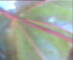 Flachau (Salisburgo) 14.06.2025 14:52