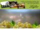 Spitz (Wachau) 30.04.2025 14:54