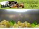 Spitz (Wachau) 09.07.2025 14:53