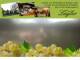 Spitz (Wachau) 11.07.2025 14:53