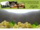 Spitz (Wachau) 04.05.2025 14:54