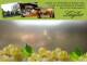 Spitz (Wachau) 08.06.2025 14:53