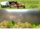 Spitz (Wachau) 08.06.2025 14:53