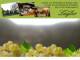 Spitz (Wachau) 06.07.2025 14:53