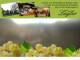 Spitz (Wachau) 10.05.2025 14:54