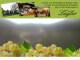 Spitz (Wachau) 07.07.2025 14:53