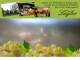 Spitz (Wachau) 29.04.2025 14:54