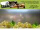 Spitz (Wachau) 15.06.2025 14:53