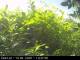 Presseggersee 15.06.2025 14:47