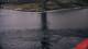 Saltstraumen 29.04.2025 14:13