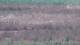 Les Landes-Genusson 09.07.2025 14:16