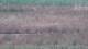 Les Landes-Genusson 05.07.2025 14:16