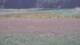 Les Landes-Genusson 15.06.2025 14:16