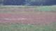 Les Landes-Genusson 09.07.2025 14:16