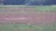 Les Landes-Genusson 10.07.2025 14:16