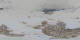 St. Moritz 20.04.2025 14:29