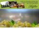 Spitz (Wachau) 30.04.2025 15:54
