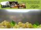 Spitz (Wachau) 09.07.2025 15:53